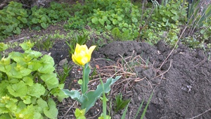 Sunday in the garden