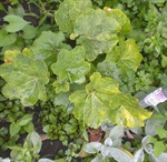 Sunday in the garden